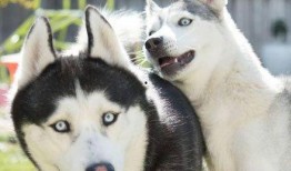 哈士奇起泡胶爆料视频,揭秘宠物用品背后的真相